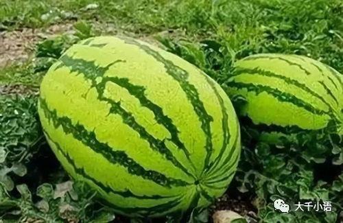 黑吃瓜每日必吃大瓜,揭秘娱乐圈每日必吃大瓜背后的真相