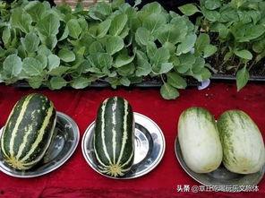 娱乐吃瓜地方,吃瓜群众必看的幕后故事