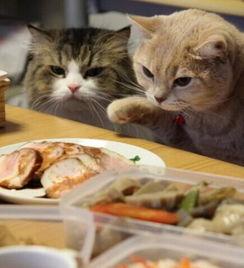 喵酱娱乐吃瓜,揭秘娱乐圈最新吃瓜大事件